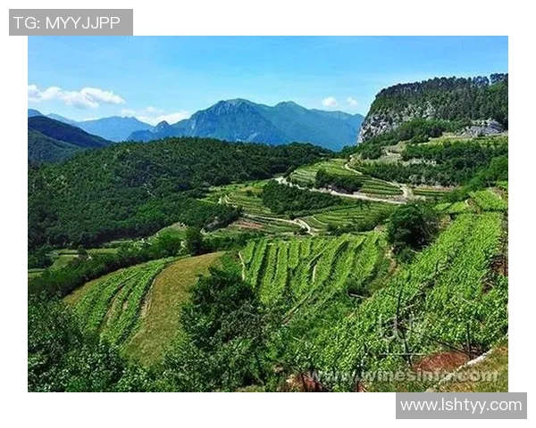 极端天气背景下草坪维护的新挑战与应对策略探讨